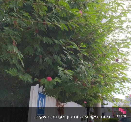 עץ עם ענפים עבים ופרחים ורודים